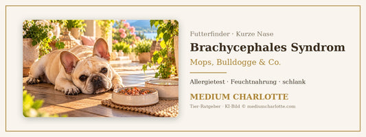 Brachycephales Syndrom – Französische Bulldogge liegt entspannt auf einem kühlen Holzboden im Schatten, daneben ein Napf mit Feuchtfutter