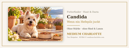 Candida beim Hund – West Highland White Terrier liegt auf einer sonnigen Terrasse, daneben ein Napf mit Feuchtfutter und frisches Gemüse