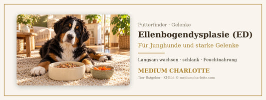Ellenbogendysplasie beim Hund – junger Berner Sennenhund liegt auf einem Teppich neben seinem Futternapf und einer Schale Karotten