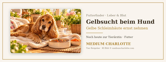 Gelbsucht beim Hund – Cocker Spaniel ruht auf einer weichen Decke auf der Terrasse, daneben ein Napf mit Feuchtfutter