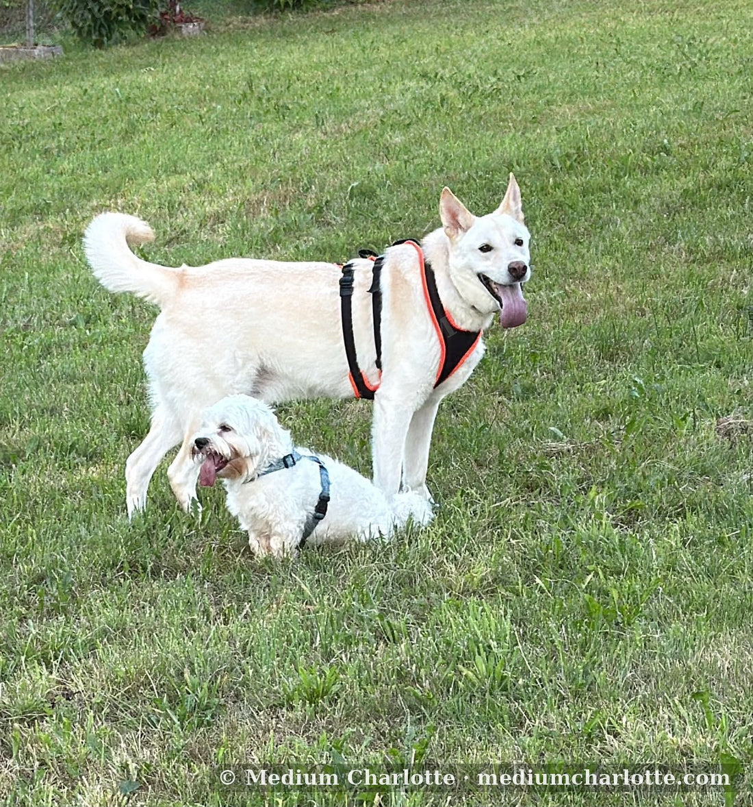Ardusch und ein kleiner Hund auf der Wiese – Monoprotein-Futter, Medium Charlotte