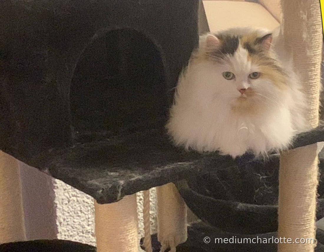 Perserkatze auf dem Kratzbaum – die spirituelle Bedeutung der Katze
