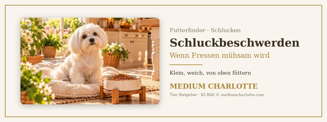 Schluckbeschwerden beim Hund – Malteser sitzt auf einem hellen Kissen, daneben ein kleiner erhöhter Napf mit weichem Feuchtfutter